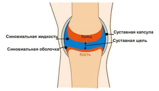 Строение коленного сустава
